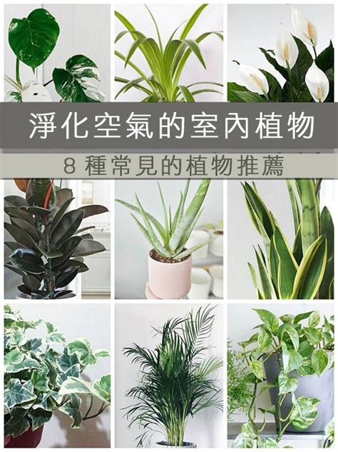 房間適合的植物|客廳、臥室適合放什麼植物？淨化空氣6款室內植物推薦，打造家。